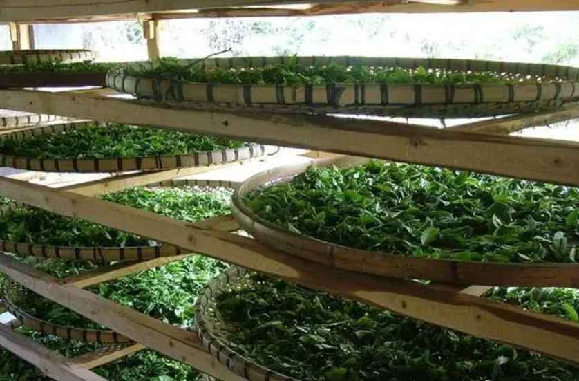 建造茶葉冷庫過程中需要注意哪些事項？