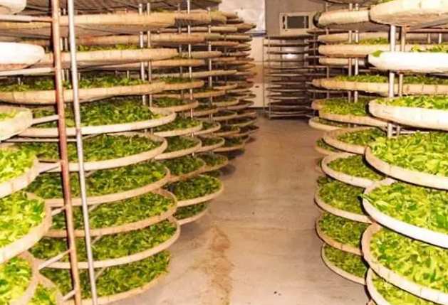建造茶葉冷庫過程中需要注意哪些事項？